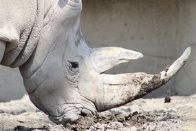 Rhino in Africa close-up