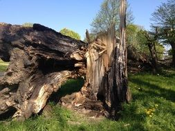 Tree after the storm