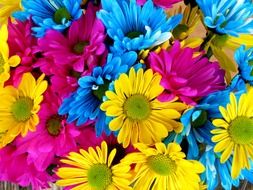 multicolored gerberas