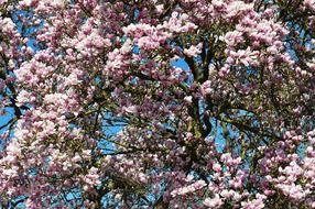 Magnolia tree in the spring