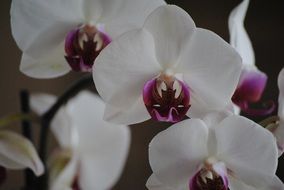 exotic white orchids close-up on blurred background