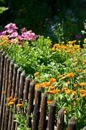 colorful summer flowers along the fence
