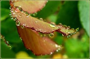 Drops of water on the colorful leaves