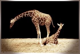 two giraffes at black background