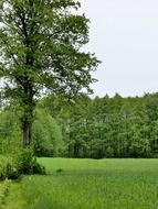 rural green field in spring