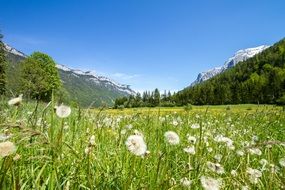 dandelions in a meadow on the background of the Loferer Mountains