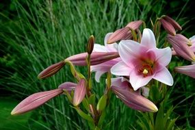 pink lily among green grass