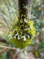 natural growth of lichen branch