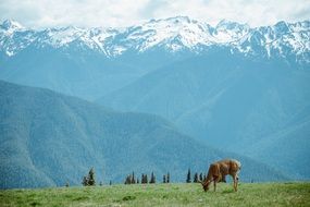 deer mountains