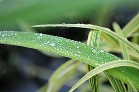 drops of moisture on a green leaf