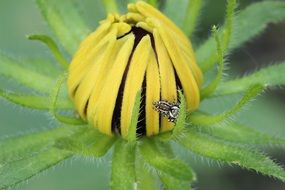 closeup photo of spider on a yellow flower daisy