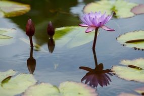 water lily with buds in water
