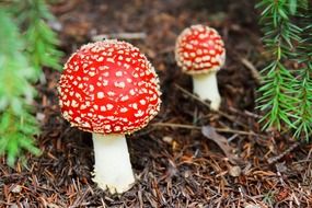 two small fly agaric in a clearing in the forest