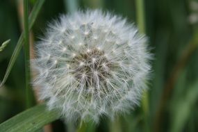 summer dandelion seeds