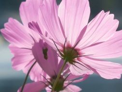 pink flowers of a plant close up