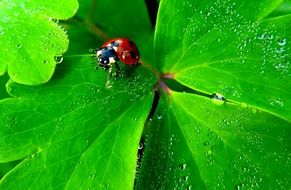 Ladybug on a green leaf