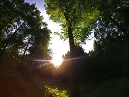 Sun through the trees in the forest