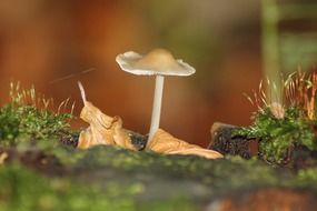 small mushroom on tree stump