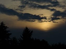 night sky in the forest