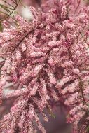 luxuriant flowering tree