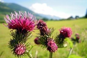 closeup view of pink thistle flowers in summer
