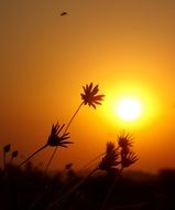 grass and flowers against the sky with the sun