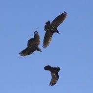 three raven birds at blue sky