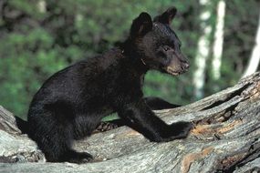 little black teddy bear in the wild