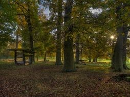 Autumn forest mood
