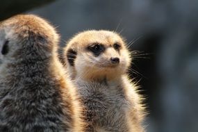 portrait of meerkat watch