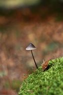 alone small mushroom close-up on blurred background
