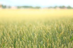 green wheat field