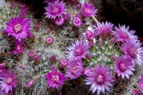 purple flowers on cacti in a flower shop close-up