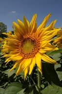 yellow sunflower inflorescence