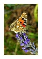 painted lady butterfly on lavender