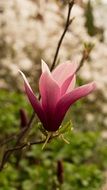 exotic burgundy flower