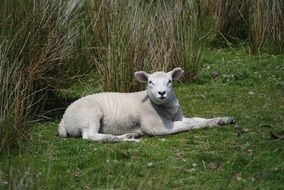 white lamb lying on green grass