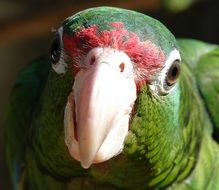 delightful puertorican parrot