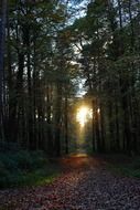 forest trees autumn