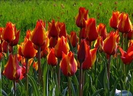 red-yellow tulips on display in Holland