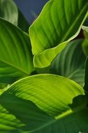 big green leaves with shadows