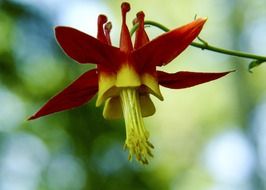 crimson columbine
