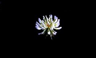 white clover bud on a black background