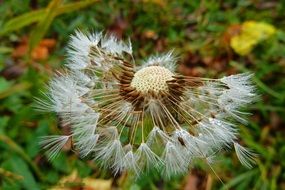 White yellow half dandelion