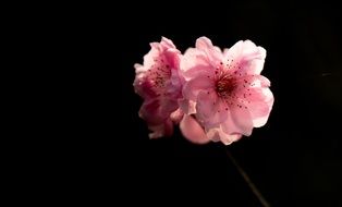 buds of cherry tree on black background