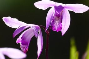 Purple flowers in Japan