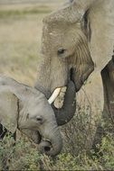 elephants, mother and baby