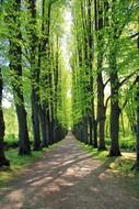 alley in a park in the city, germany, bad pyrmont