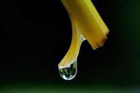 drop of water on the stem of a plant