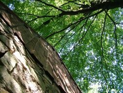 Gable in the forest